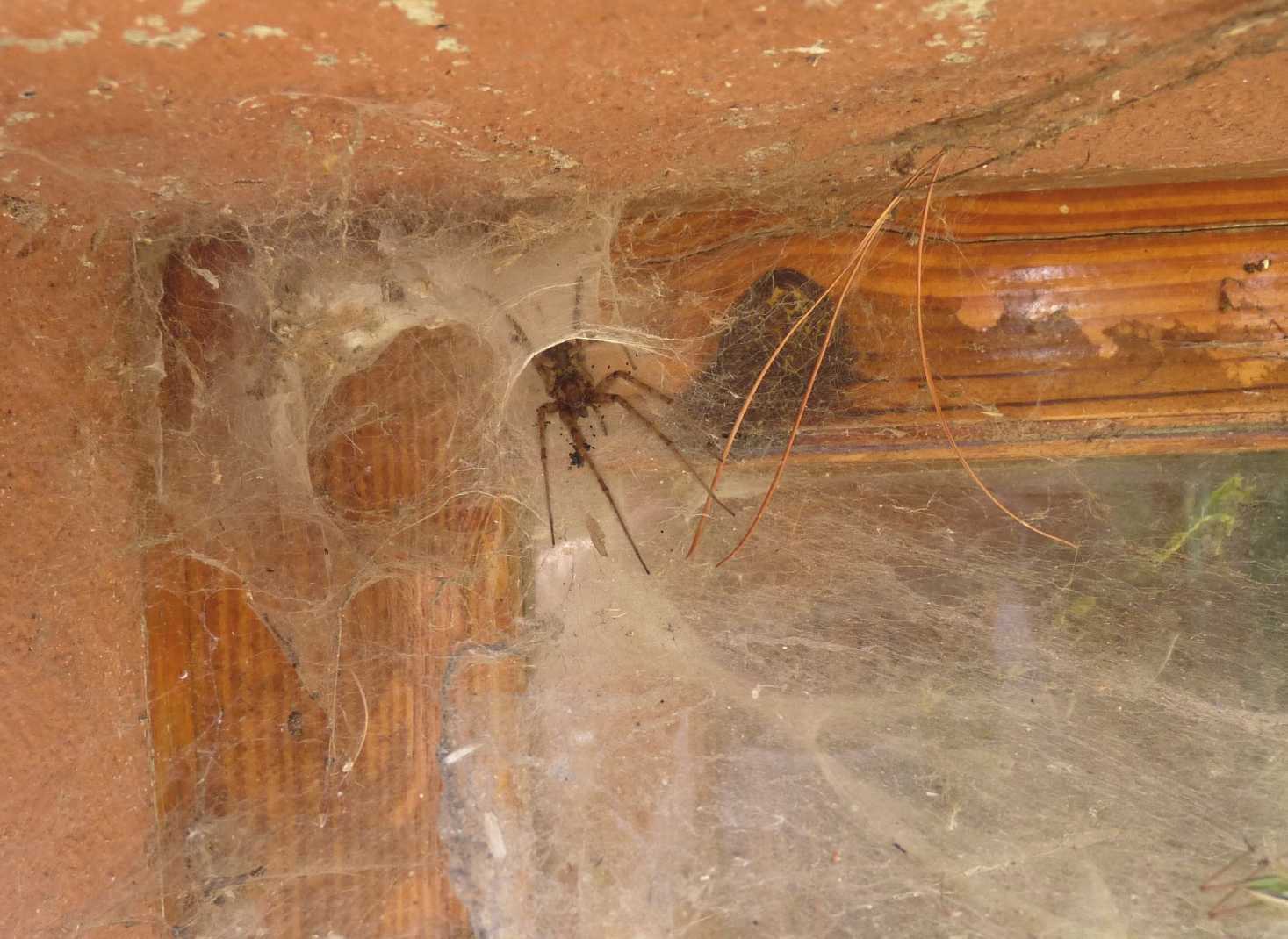 Spessa ragnatela
